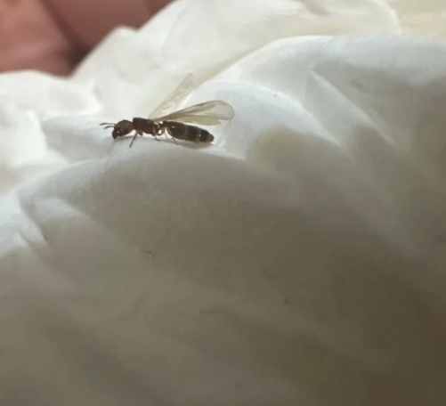 飛蟻防治方法 飛蟻防治方法