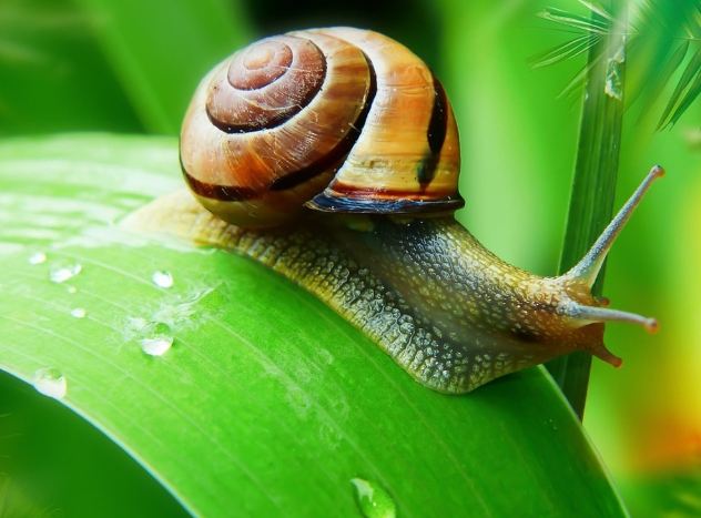 蝸牛防治方法 蝸牛防治方法
