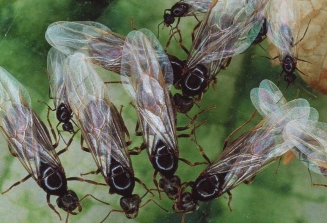 飛蟻防治方法 飛蟻防治方法