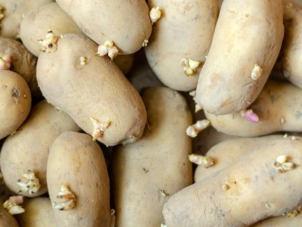 馬鈴薯保存方法 馬鈴薯保存方法