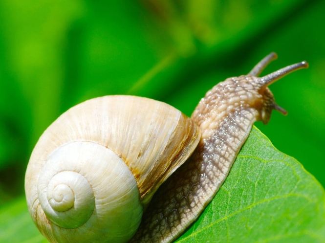 防止蝸牛吃菜 防止蝸牛吃菜