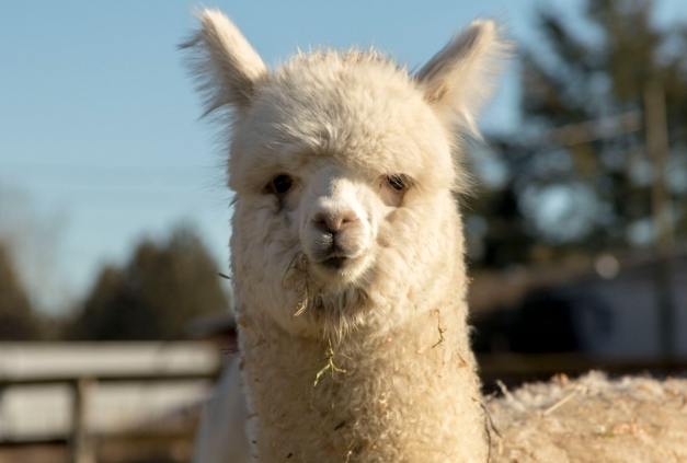 築夢城堡周邊旅遊 築夢城堡周邊旅遊