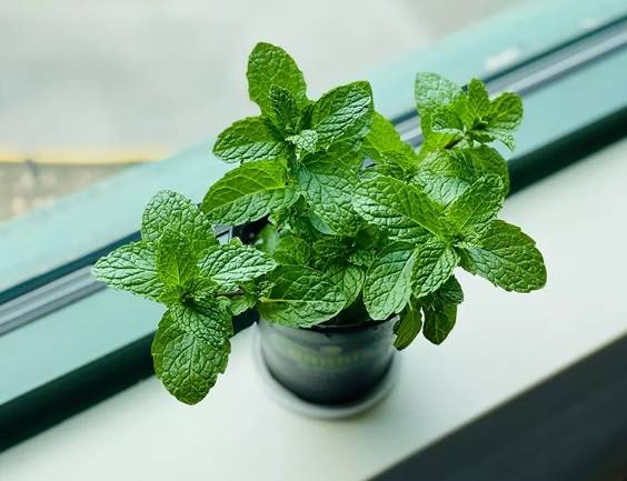 天然驅蟲植物 天然驅蟲植物