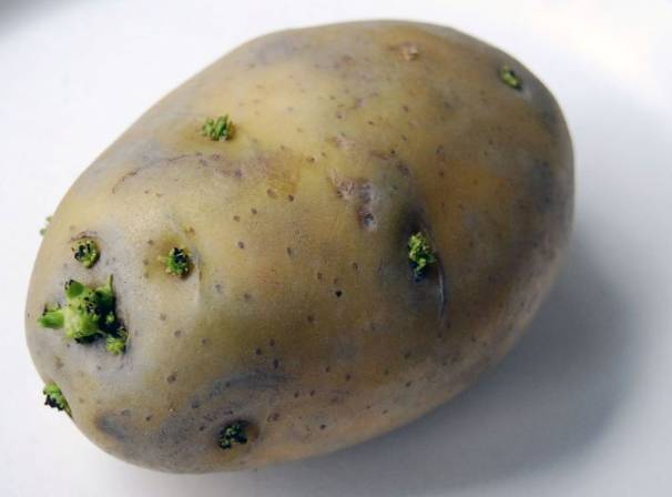 防止馬鈴薯發芽 防止馬鈴薯發芽