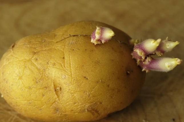 防止馬鈴薯發芽 防止馬鈴薯發芽