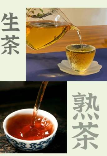 生茶與熟茶差異 生茶與熟茶差異