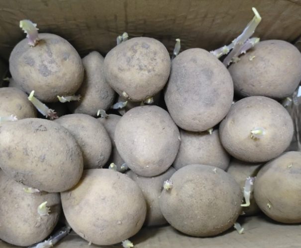 發芽馬鈴薯有毒 發芽馬鈴薯有毒