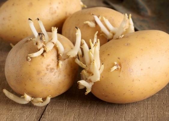 馬鈴薯保存方法 馬鈴薯保存方法