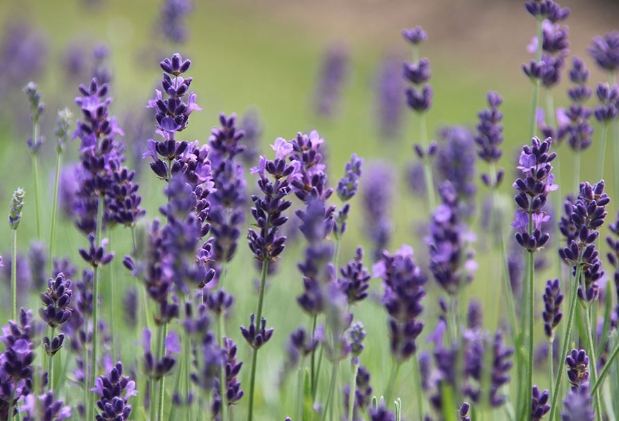 天然驅蟲植物 天然驅蟲植物