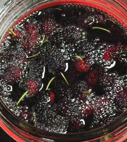 桑椹酒不宜人群