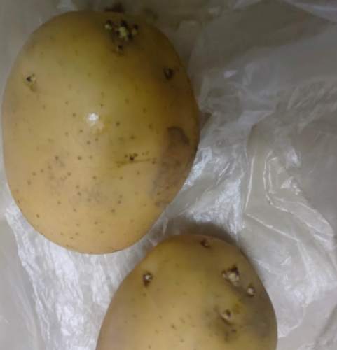 馬鈴薯發芽原因 馬鈴薯發芽原因