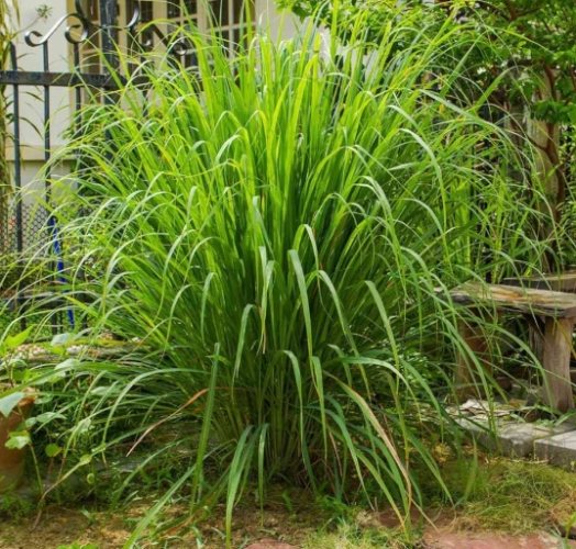 蝸牛討厭的氣味