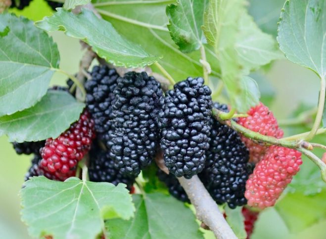 天然喉嚨痛緩解