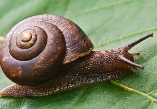 有機蝸牛防治 有機蝸牛防治