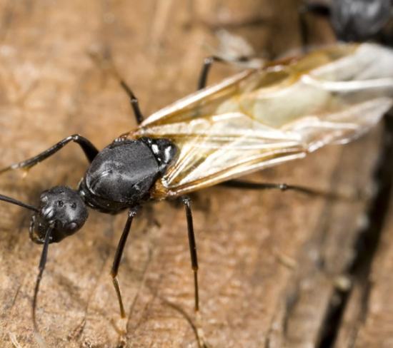 飛蟻防治方法 飛蟻防治方法