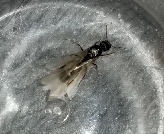 飛蟻毒性 飛蟻毒性