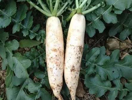 白蘿蔔不能一起吃 白蘿蔔不能一起吃