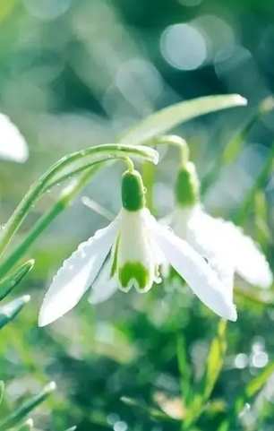 重生希望花語 重生希望花語