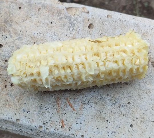 天然農藥製作 天然農藥製作