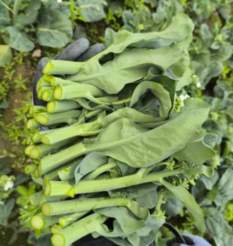 芥蘭菜健康好處