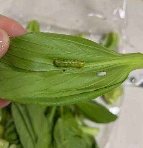菜蟲處理