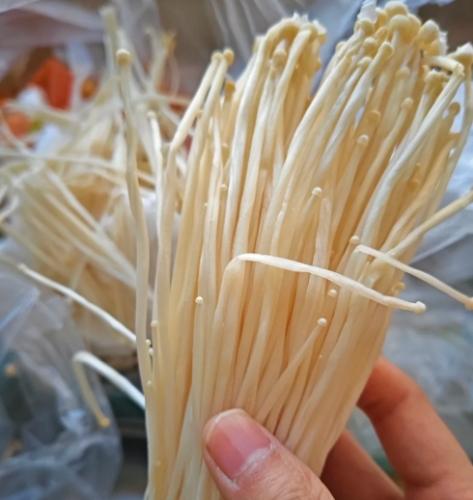 金針菇保存 金針菇保存