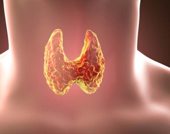 甲狀腺低下 咖啡