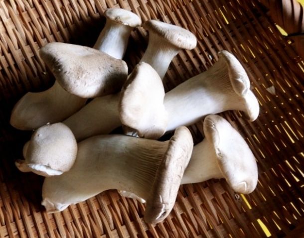 杏鮑菇保存方法