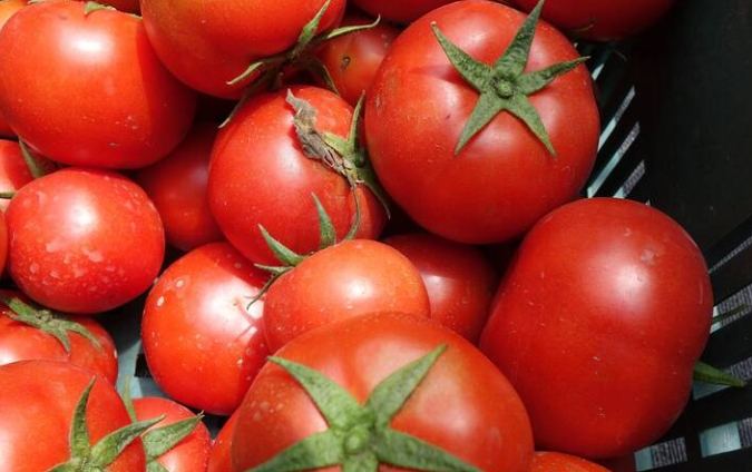 蕃茄分類