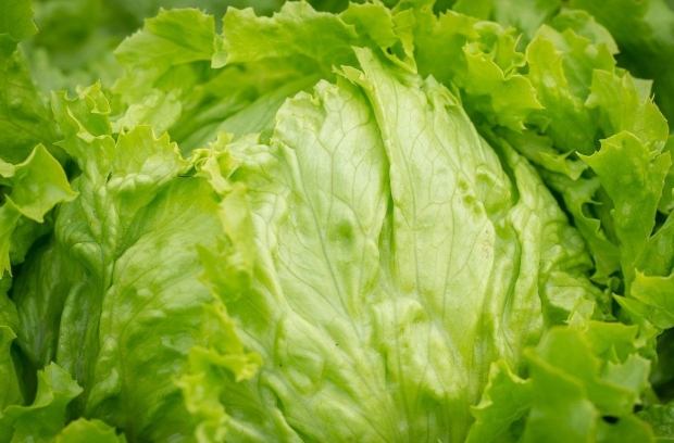 美生菜料理 美生菜料理