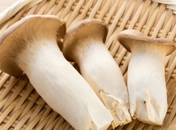 蘑菇不能吃判斷