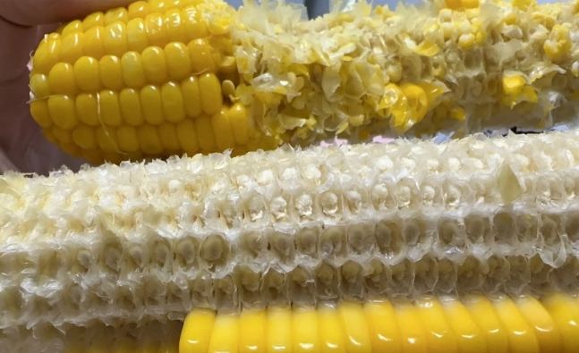 有機農業防蟲 有機農業防蟲