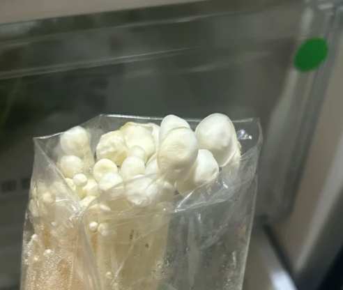 金針菇冷藏期限 金針菇冷藏期限