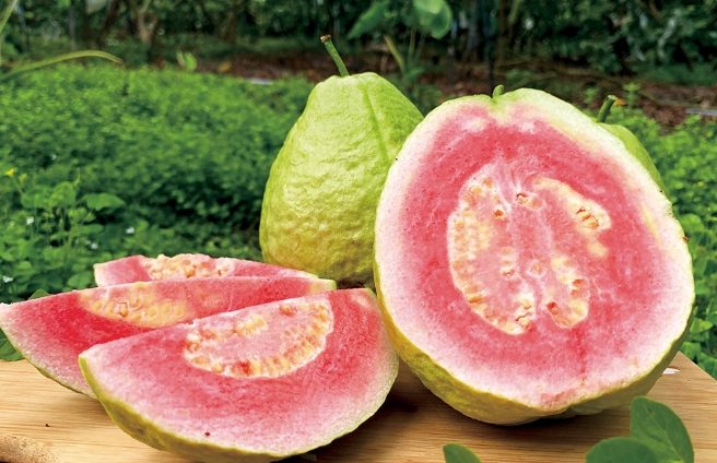 芭樂纖維素減肥