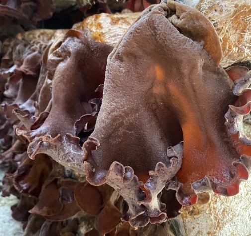 毛木耳健康益處