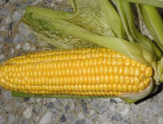 玉米保存技巧
