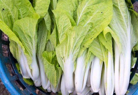 小白菜營養價值