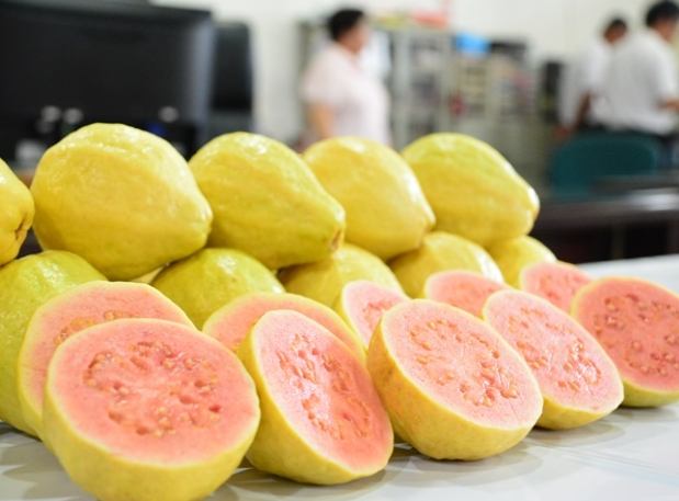 芭樂纖維素減肥