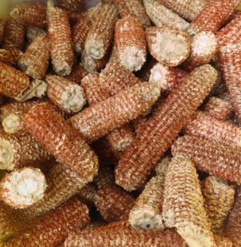 有機農業防蟲 有機農業防蟲