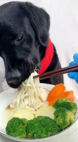 台灣寵物友善餐廳