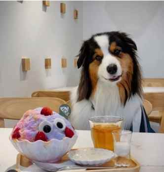 寵物友善餐廳推薦