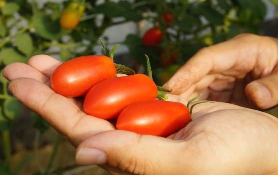 紅色番茄種植方法 紅色番茄種植方法