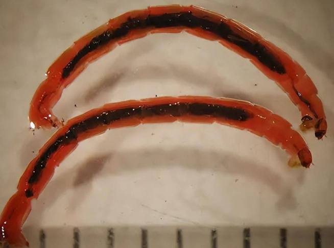 搖蚊幼蟲 生態 搖蚊幼蟲 生態