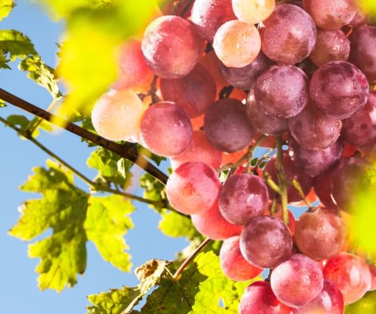 孕婦吃葡萄 孕婦吃葡萄