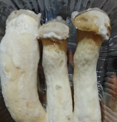 杏鮑菇保存方法 杏鮑菇保存方法