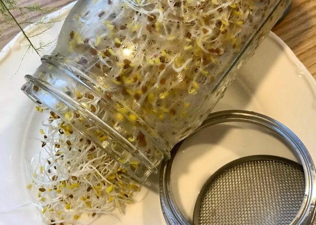 苜蓿芽種植步驟 苜蓿芽種植步驟