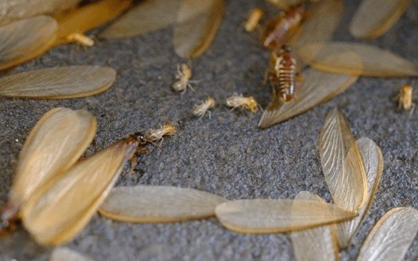 房間飛蟻防治方法