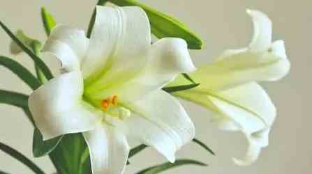 代表失望的花 代表失望的花