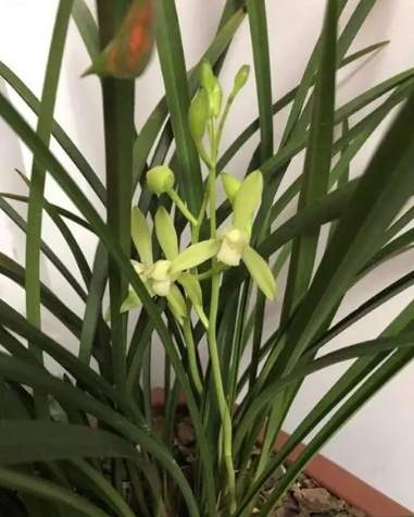 蘭花謝了後護理