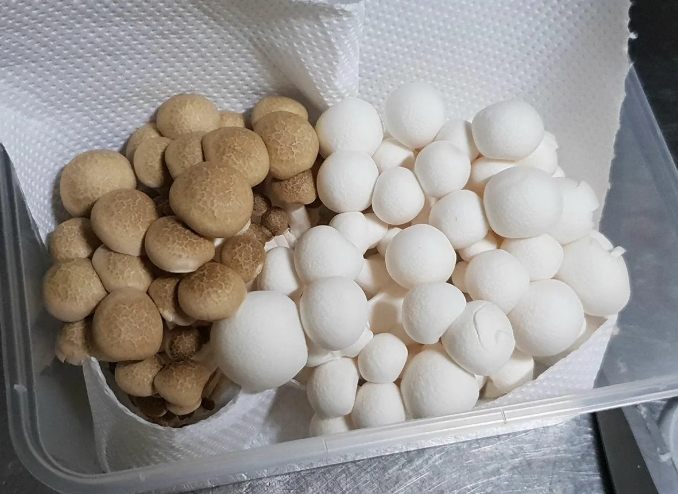 冷凍菇類注意事項